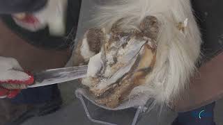 (Oddly Satisfying) Horse Hoof Restoration of King Shire Horse with Hoof Disease