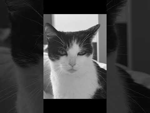 Już prawie rok cię ze mną nie ma przyjacielu 😿💔 #ytshorts #ytviral #shortsfeed #cat #shortsviral