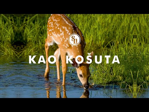 Kao košuta ( As the Deer ) - cover by Slađana Novak