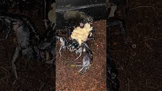 Download lagu Deadly scorpions?!?! #animals #nature #didyouknow #funfacts #arthropods #bugs mp3
