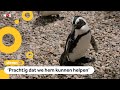 Pinguïn krijgt schoentjes om hem te helpen lopen