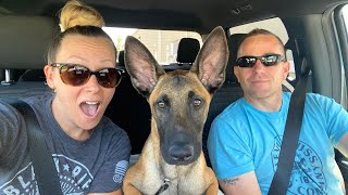Got a New Puppy!🐶|| 4 Month Old Belgian Malinois || Road Trip with Us to Pick him Up!