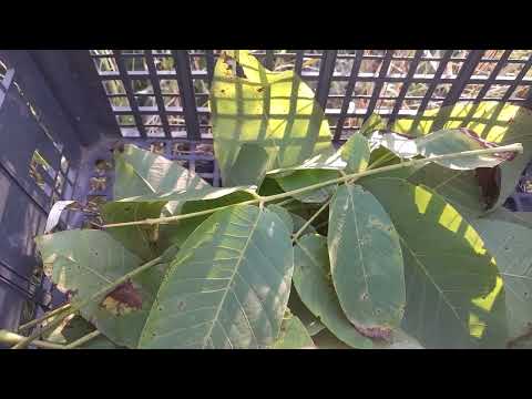 PČELARSTVO - Uništavanje varoe organski -listovima oraha