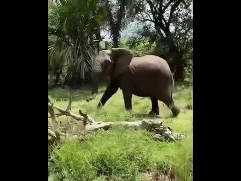 Enjoy Combined trip from Queen Elizabeth in Uganda, Serengeti Np in Tanzania and Maasai mara Kenya