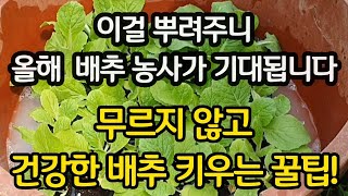 가을 배추 이거 뿌려주니 올해 배추농사 걱정 뚝! 무르지않고 건강하게 기르는 신박한 꿀팁!