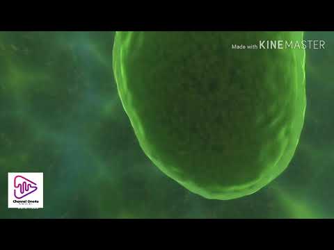 Travel Deep Inside a Leaf - Annotated Version