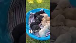 Video preview image #3 Pyredoodle Puppy For Sale in MAGNOLIA, KY, USA