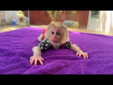 Newborn Baby Monkey Look More Healthy Specially His Eyes Get More Safe
