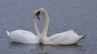 Swans reunite  (Love is in the air ) Lough Talt. PART 2.