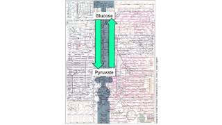 Introduction to Carbohydrate Catabolism