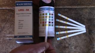 How to test for Glucose (Diabetes) using urine testing strips. Interpreting positive glucose results