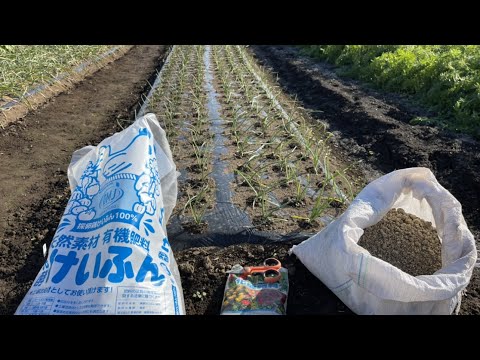 タマネギにエプソムソルトを施肥する理由とその方法?  庭園