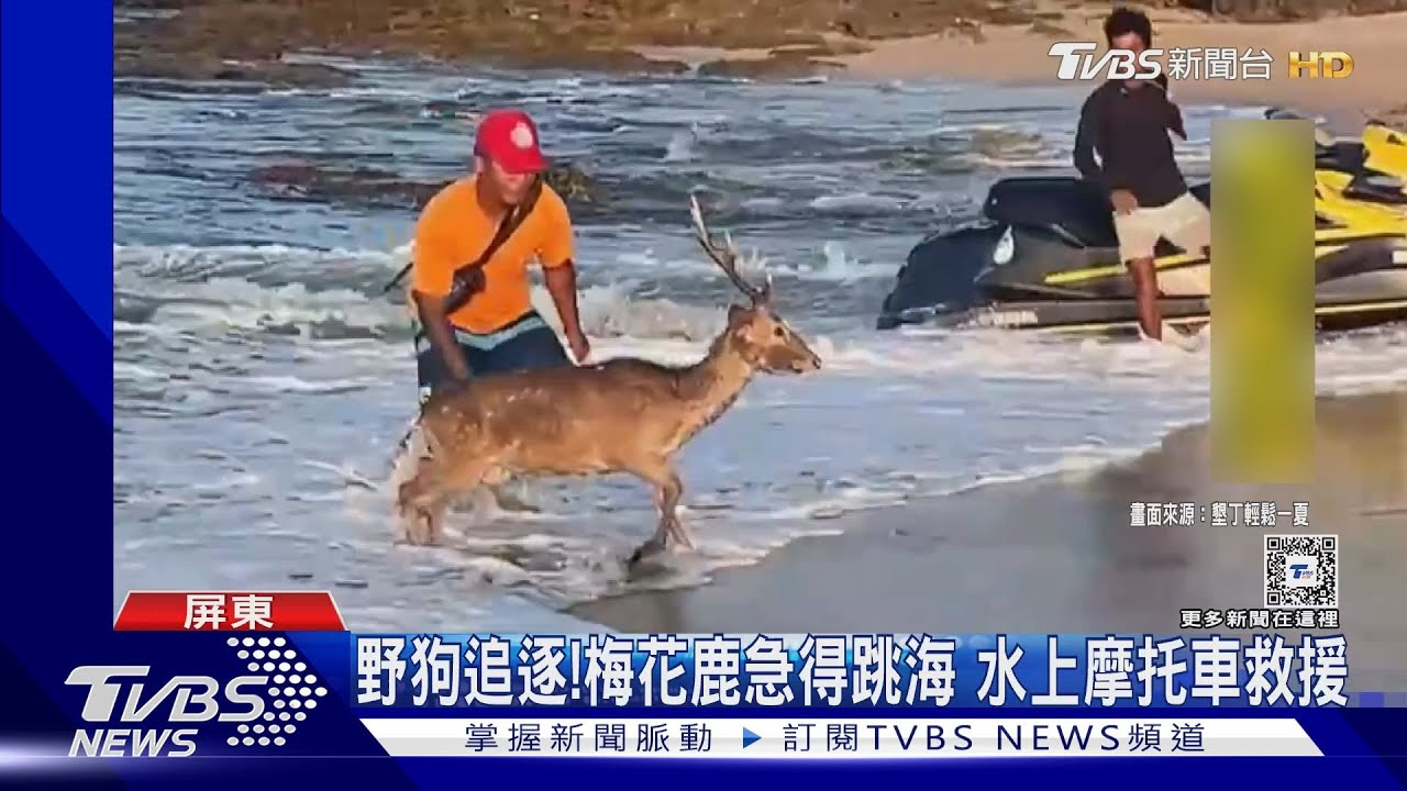 野狗追逐! 梅花鹿急得跳海水上摩托車救援