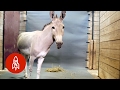 The Somali Wild Ass Perseveres In The Face Of Extinction