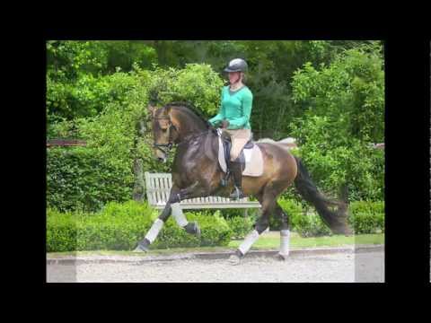 BUCKSKIN PRE DRESSAGE  ANDALUSIAN STALLION,ANDALUSIER, SPANISH PFERD