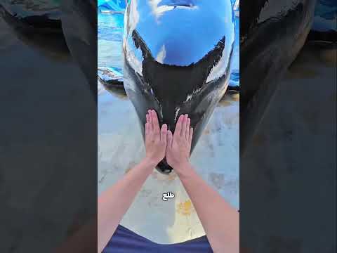 المدرب ده زبط الدولفين بتاعه! 😳