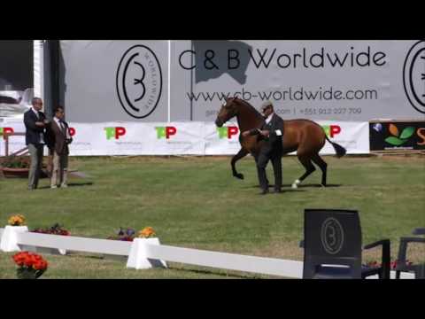 India Lusitano Mare bred by Coudelaria Luís Bastos