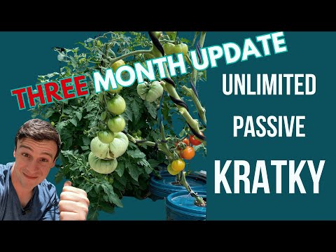 Unlimited Kratky Hydroponics: Second update (Huge Success Passive Hydroponic Tomatoes)