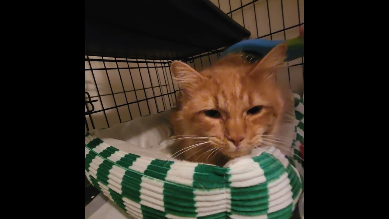 Huey, an adopted mixed breed in New York, NY video 4/4