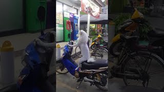 animales perro en la moto