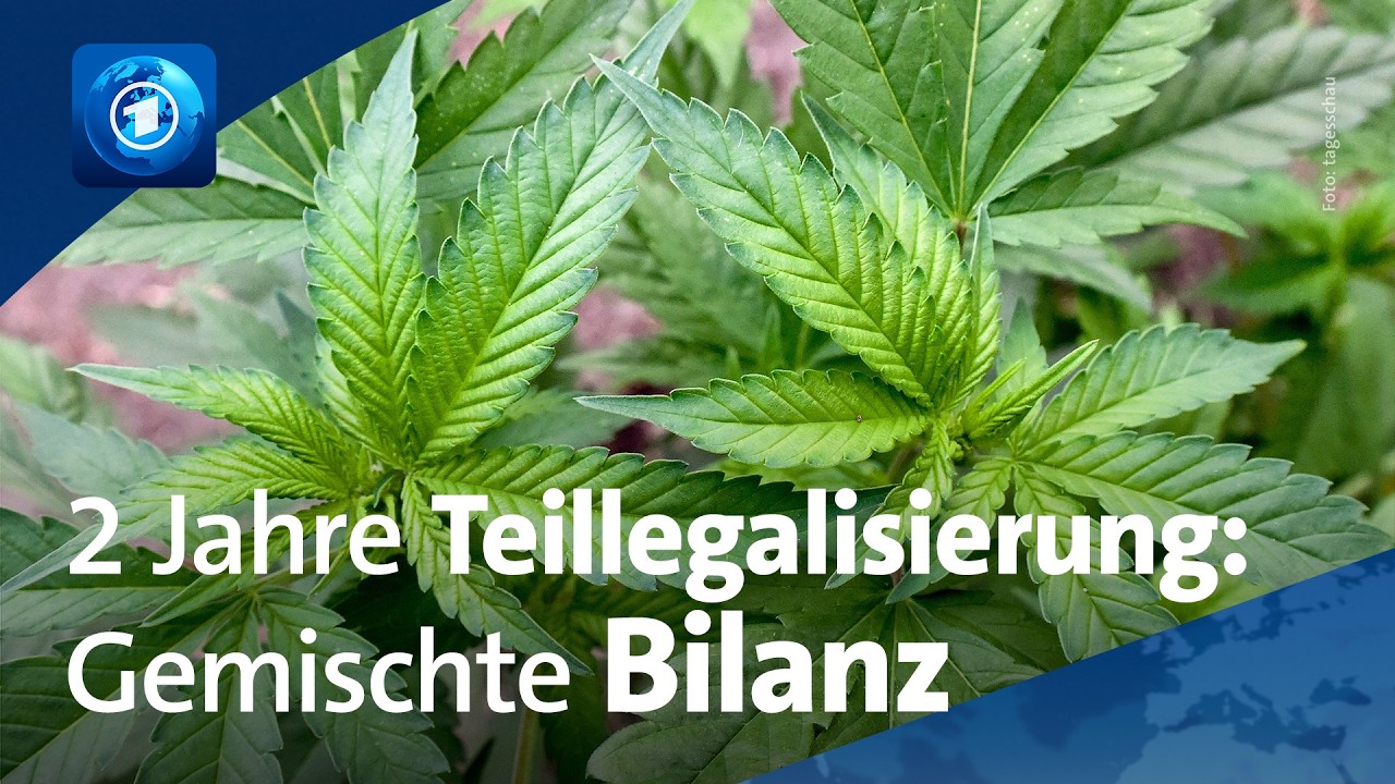Cannabis-Teillegalisierung: Suchtexperten fordern Nachbesserung