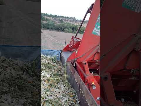 cosecha de maíz para semillas Bayer 🌽 sector pencahue maule