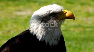 The Eagle’s Painful Journey 🦅 | Powerful Life Lessons from Nature