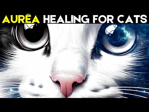 Cat Healing Music Your Cat Will Love!  [12hrs - w/Gentle Purring - No Ads]