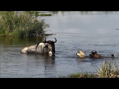 Wildebeest teaches hyenas a valuable lesson