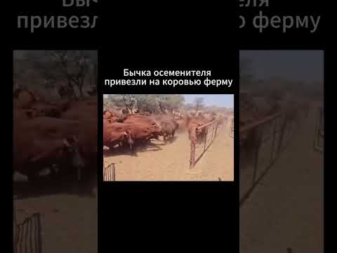 Читай описание ⬇️