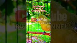 Download lagu Pancingan Sirtu Pikat Paling Ampuh Cepat Respon Sirtu Cipoh Langsung Nyaut#sirtugacor #Shorts mp3