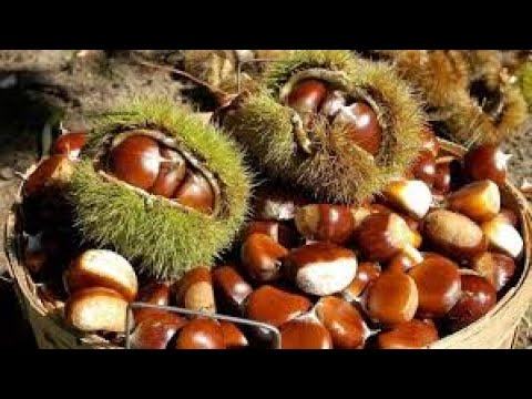 Si Bëhet Mbjellja e Gështenjës