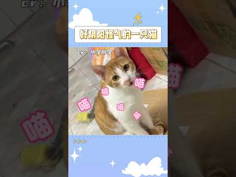 猫猫：怎么还要我夸你吗？ #猫咪  #可爱 #萌宠