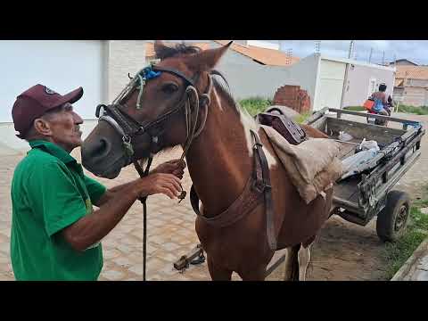 Dia 29 abril 2026 surdo auditivo peidos cavalo 🐎 🐎 ouricuri, Pernambuco 