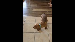 Video preview image #1 Dachshund-Doberman Pinscher Mix Puppy For Sale in Buffalo, MN, USA