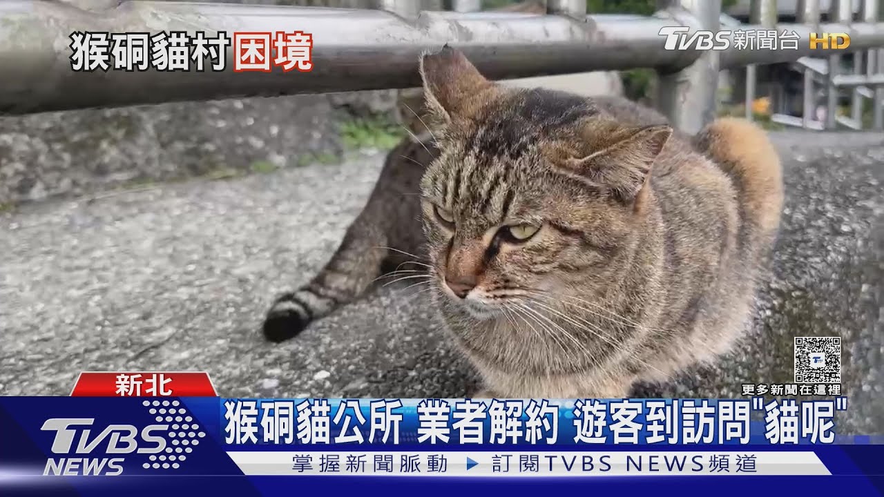 昔200隻今剩30隻!猴硐貓村「1原因」貓口銳減 居民好擔憂
