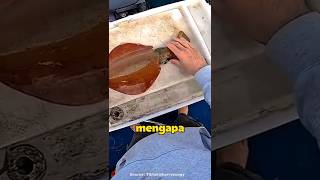 Download lagu kenapa cumi cumi pada saat di pukul langsung berubah warna? mp3