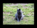 Chartreux - Best Chartreux cat of the world 