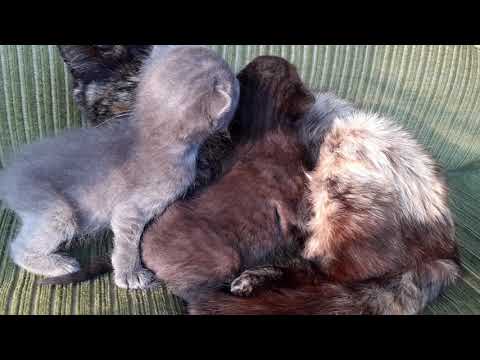 Funny mam cat and lovely kittens