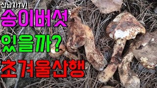 초 겨울 산행 송이 버섯 자연산 느타리 굽더더기 ~야생버섯 산남자 자연 건강 항암 약초 능이 mushroom