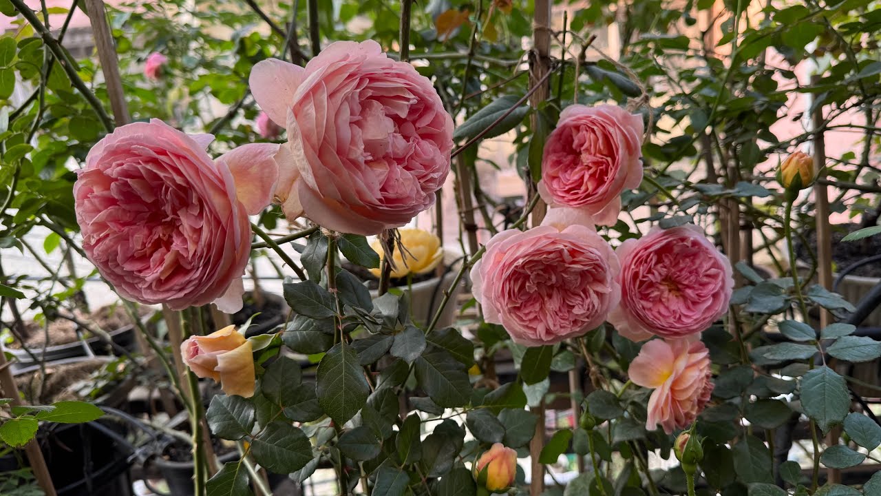 Gorgeous Abraham Darby,  Best David Austin Rose