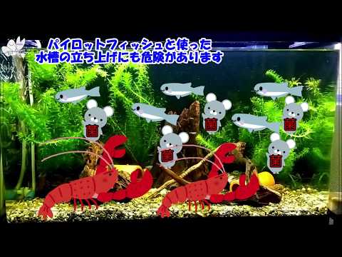 パイロットフィッシュ - 定義