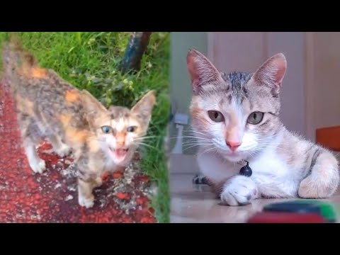 Starving Kitten Shows Up To Guy’s Backyard Asking For Help - Save A Cat