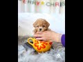 Curls Is One Hapy Pupy When We Take Her Outside To Play Teacup Female Poodle