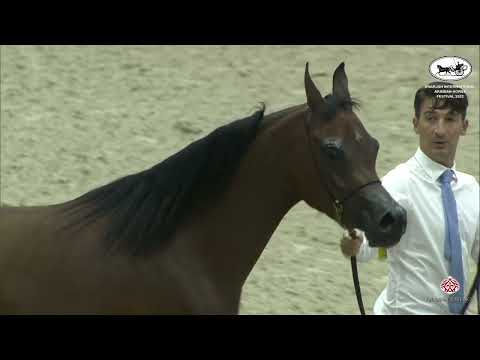 N 105 JOREYYAT AL BUSTAN   Sharjah International Arabian Horse Festival 2022   Mares 4 6 Years Old C