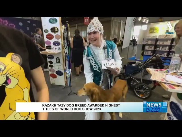 Kazakh Tazy dog breed awarded highest titles of world dog show 2023