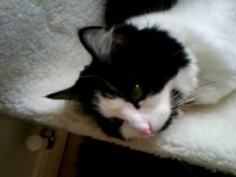 Cat figures it out, finally