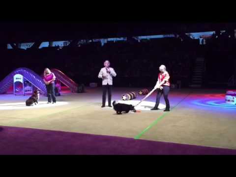 Canine Concept, Focused Dog Training video.