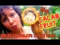 WHERE CHOCOLATE COMES FROM - THE ...