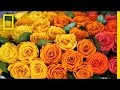 Do You Know Where Your Roses Come From National Geographic